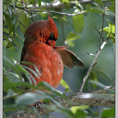 photo "Overeaten Zorro"