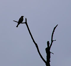 photo "Evening song."