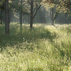 photo "Avenues of Light"