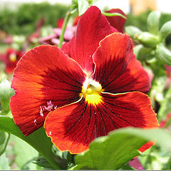 фото "Heartsease"