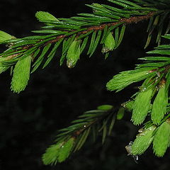 фото "Picea spruce"