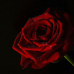 photo "rote Rose"