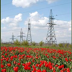 фото "Пора цветения"