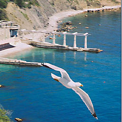 photo "Sea. Seagull. Spring in Crimea."