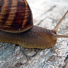 photo "Snail"