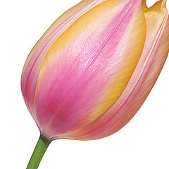 фото "Tulip"