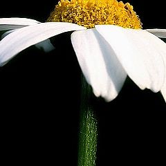 photo "Moonflower"