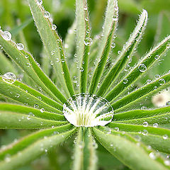 photo "Princess of rain"