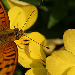 photo "Oranges and Lemons"