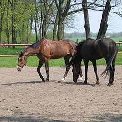 фото "horses"