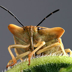 photo "Elasmucha ferrugata"