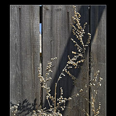 photo "Esthetics of the Fence"