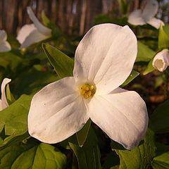 photo "Trillium"