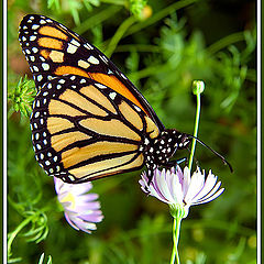 photo "Breakfast"