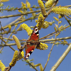 photo "Wings of spring"