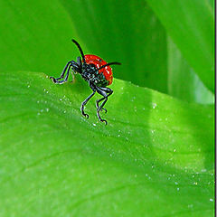 photo "Red beatle"