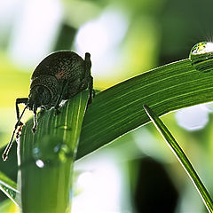 photo "After a rain …"