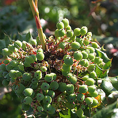 photo "Greenberry Web"