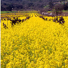 фото "Mustard field"