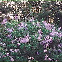 photo "Lilac. Spring in Crimea."