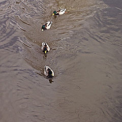 photo "Guys, are you sure that ducks enought?"