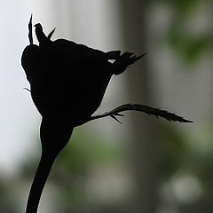 фото "Чёрная роза"