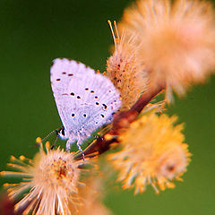 фото "Весна"