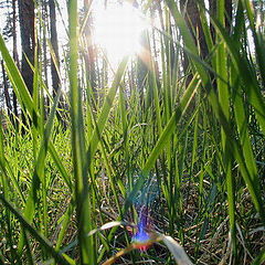 фото "солнце в траве"