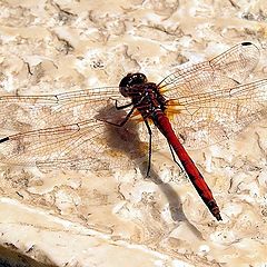 photo "Dragonfly from rear:)"