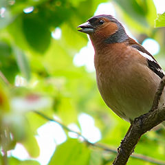 photo "Fringilla coelebs"