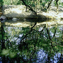 photo "Reflection"