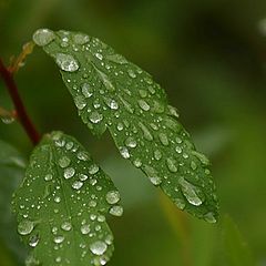 фото "Water drops meeting"