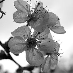 photo "Cherries blossom"