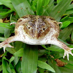 фото "Strange Creature"
