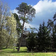 фото "Весенние Витославлицы 4."