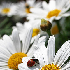 фото "Lady-bird"