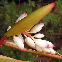 photo "Exotic inflorescence"