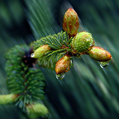 photo "Rain in May"