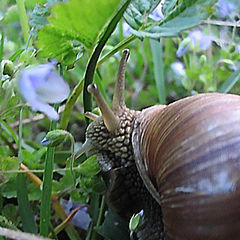 photo "just a snail"