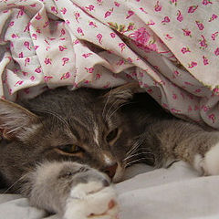 photo "Do not prevent me to sleep!"