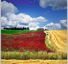 фото "Toscana"