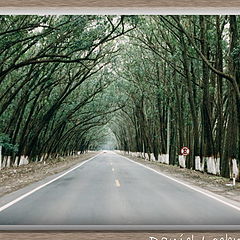 фото "Green tunnel"