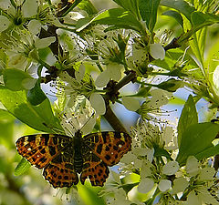 photo "The butterfly and a blackthorn."