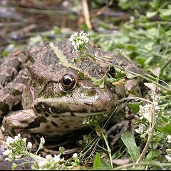 photo "Frog"