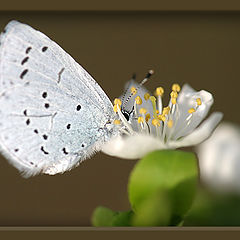 photo "The butterfly and a flower."