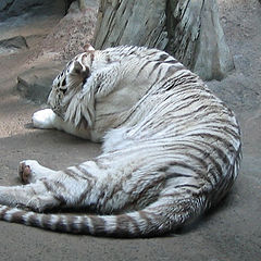 photo "white tiger"