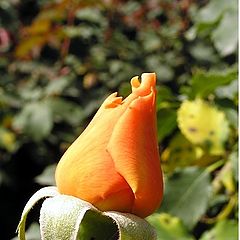 photo "Lonely rose"