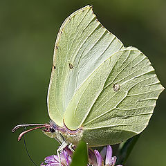 photo "Brimstone"