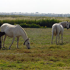 photo "Horse Family"