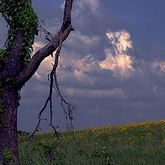 photo "The Shepherd of Spring"